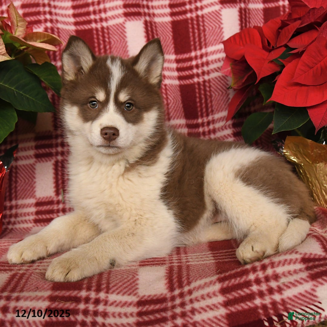 Pomsky dogs for sale: Aurora - Ad 1
