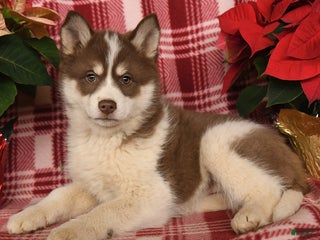 Pomsky dogs Aurora - Ad 39