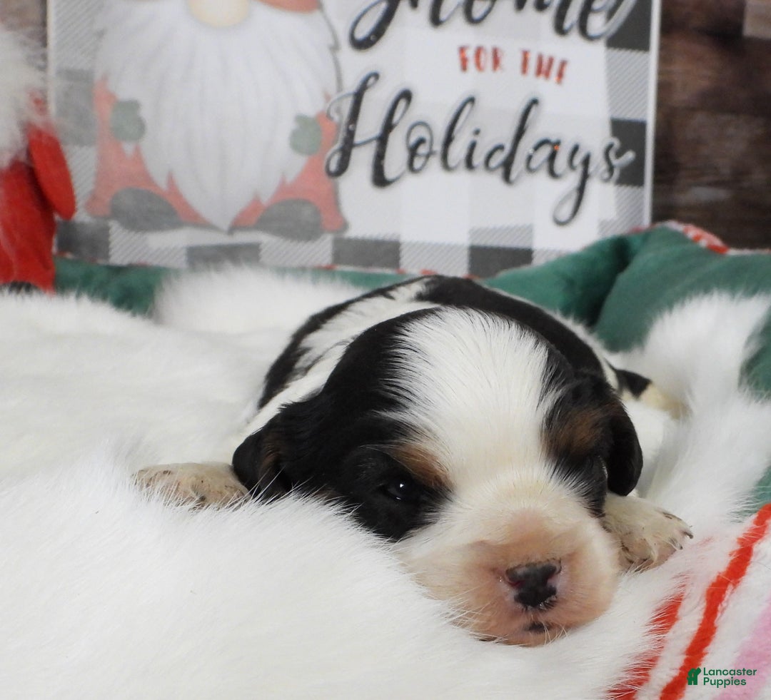 Cavalier King Charles Spaniel dogs for sale: #2 Male (Tiny's) - Ad 3