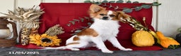 Papillon dogs for sale: Alex - Ad 3