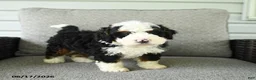 Bernedoodle dogs for sale: Scout - Ad 3