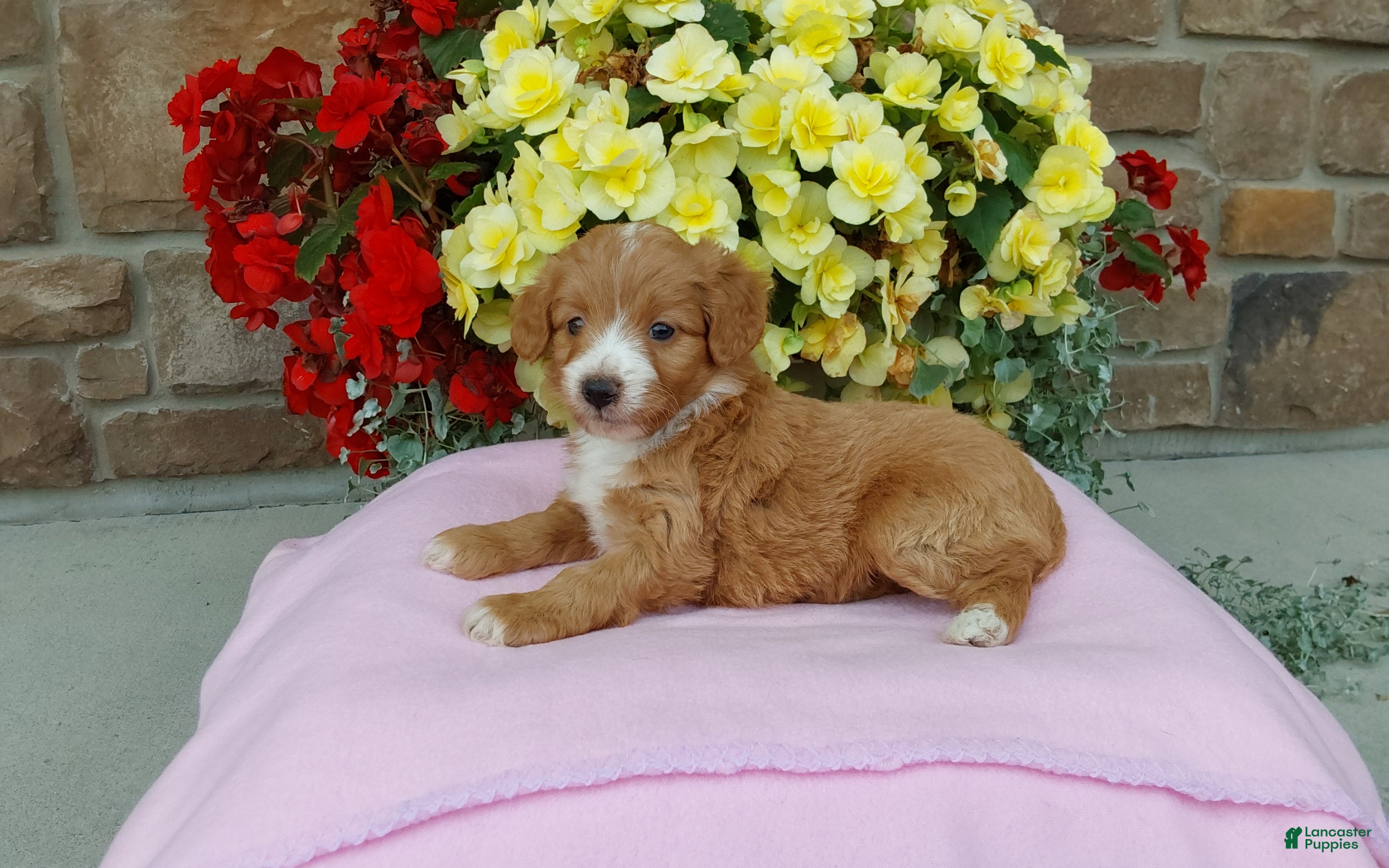 Aussiedoodle dogs Aussiedoodle 2 - Ad 1