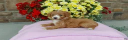 Aussiedoodle dogs for sale: Aussiedoodle 2 - Ad 1