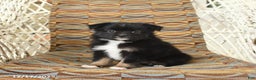 Toy Australian Shepherd dogs for sale: Cricket - Ad 3