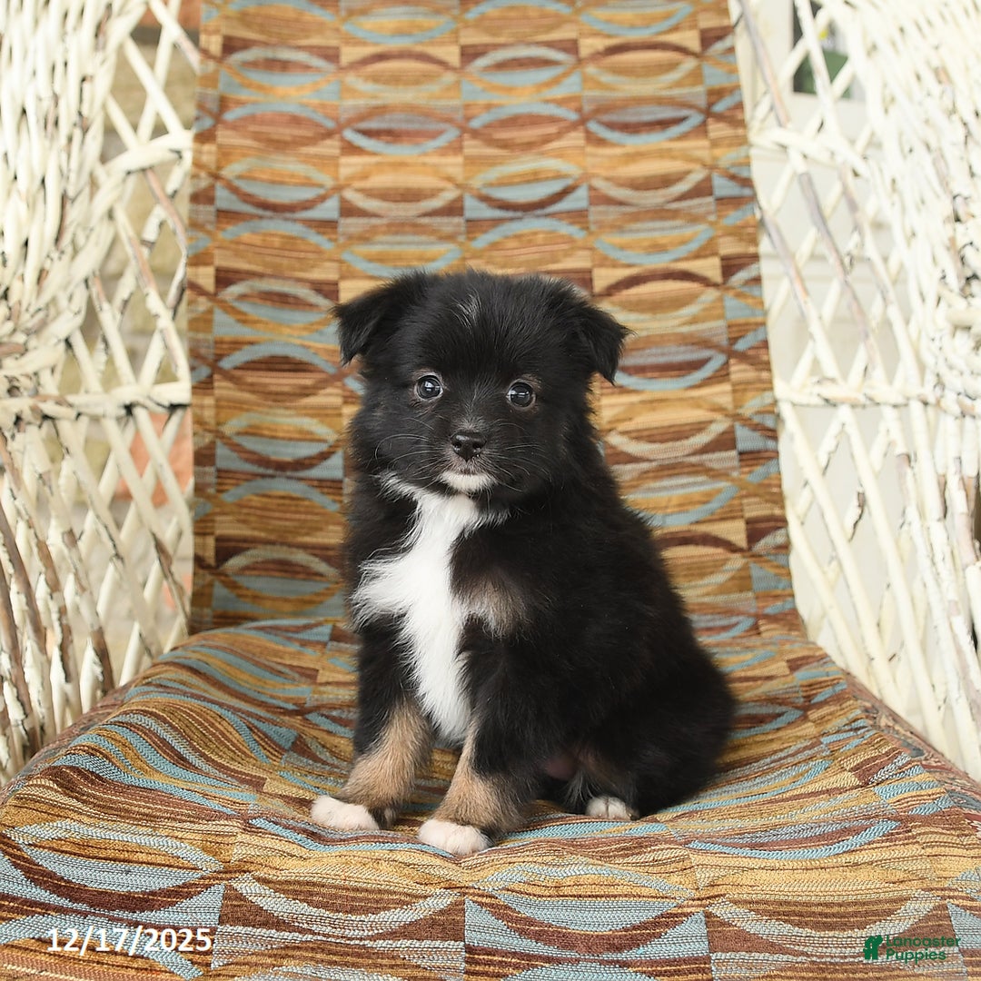 Toy Australian Shepherd dogs for sale: Cricket - Ad 3