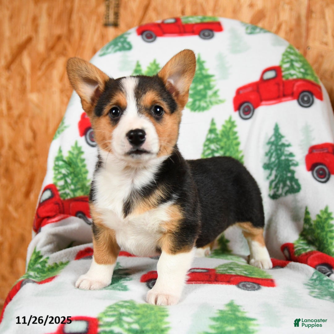Welsh Corgi Pembroke dogs for sale: Kisses - Ad 5
