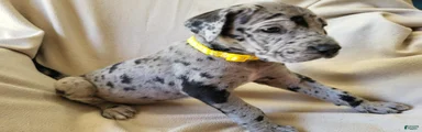 CJ