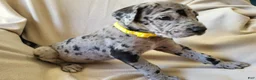 Daniff dogs for sale: CJ - Ad 1