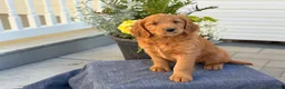 Goldendoodle dogs for sale: Tripp - Ad 6