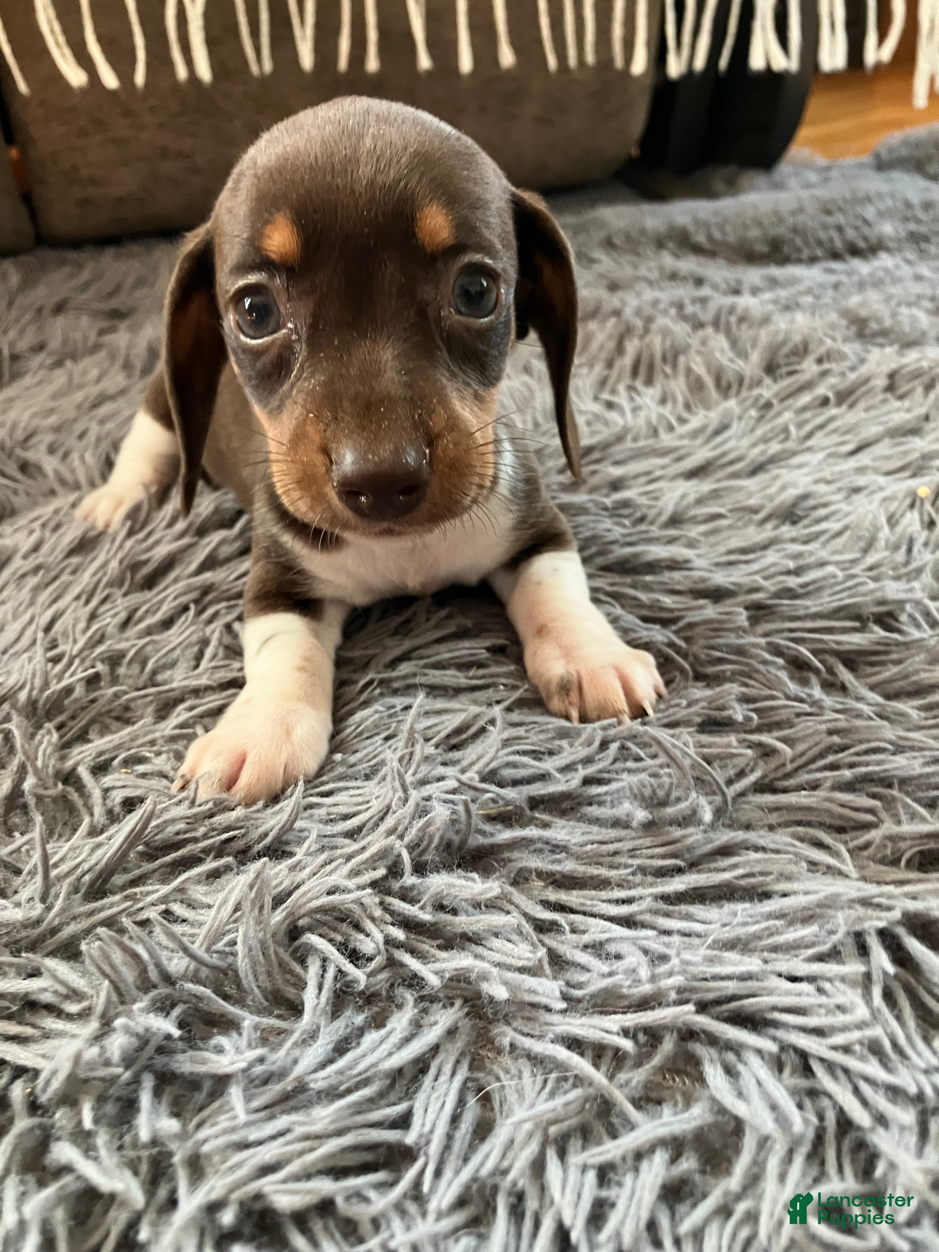 Miniature Dachshund dogs Akc Rhonda - Ad 10