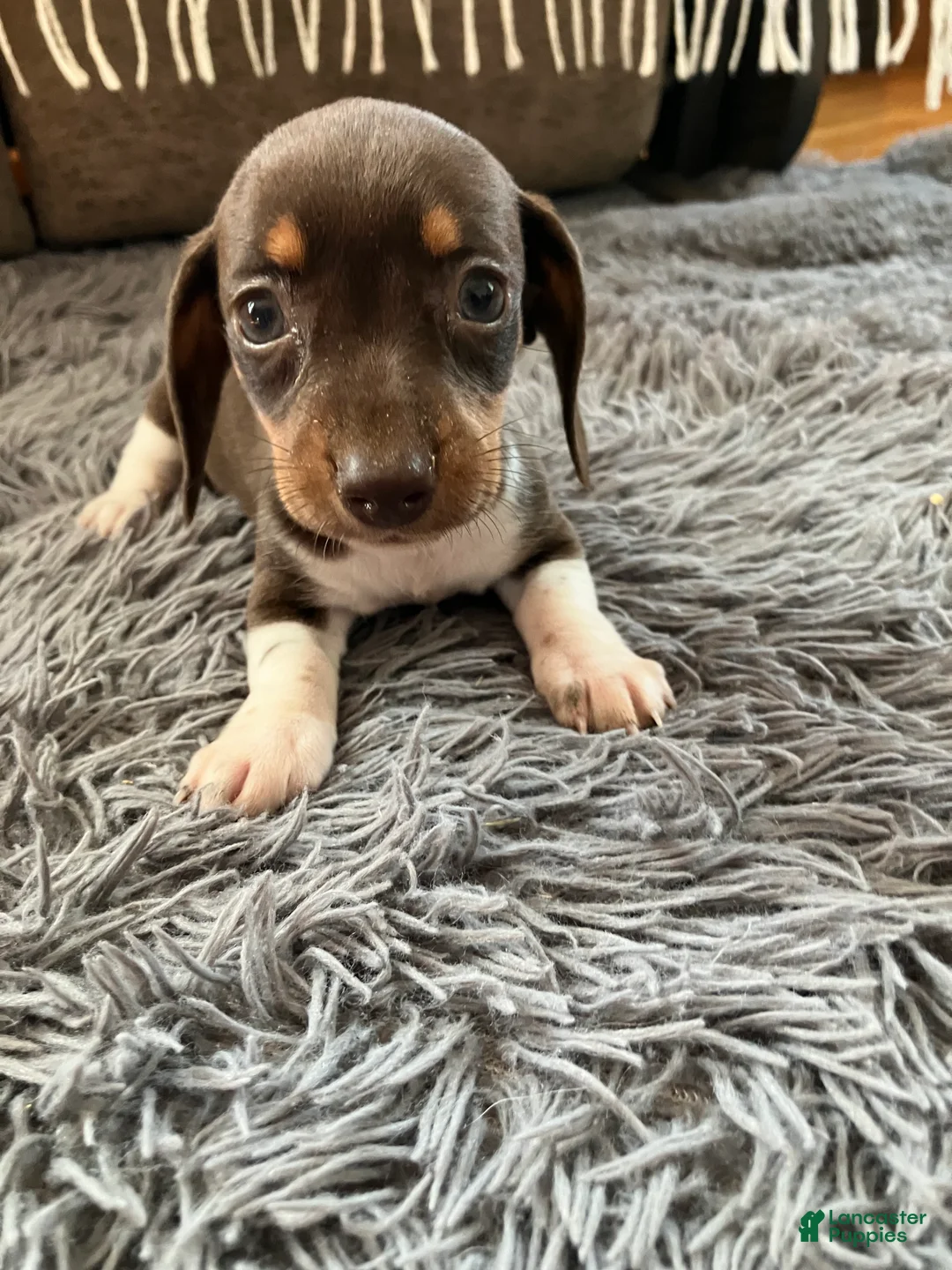 Miniature Dachshund dogs for sale: Akc Rhonda - Ad 1