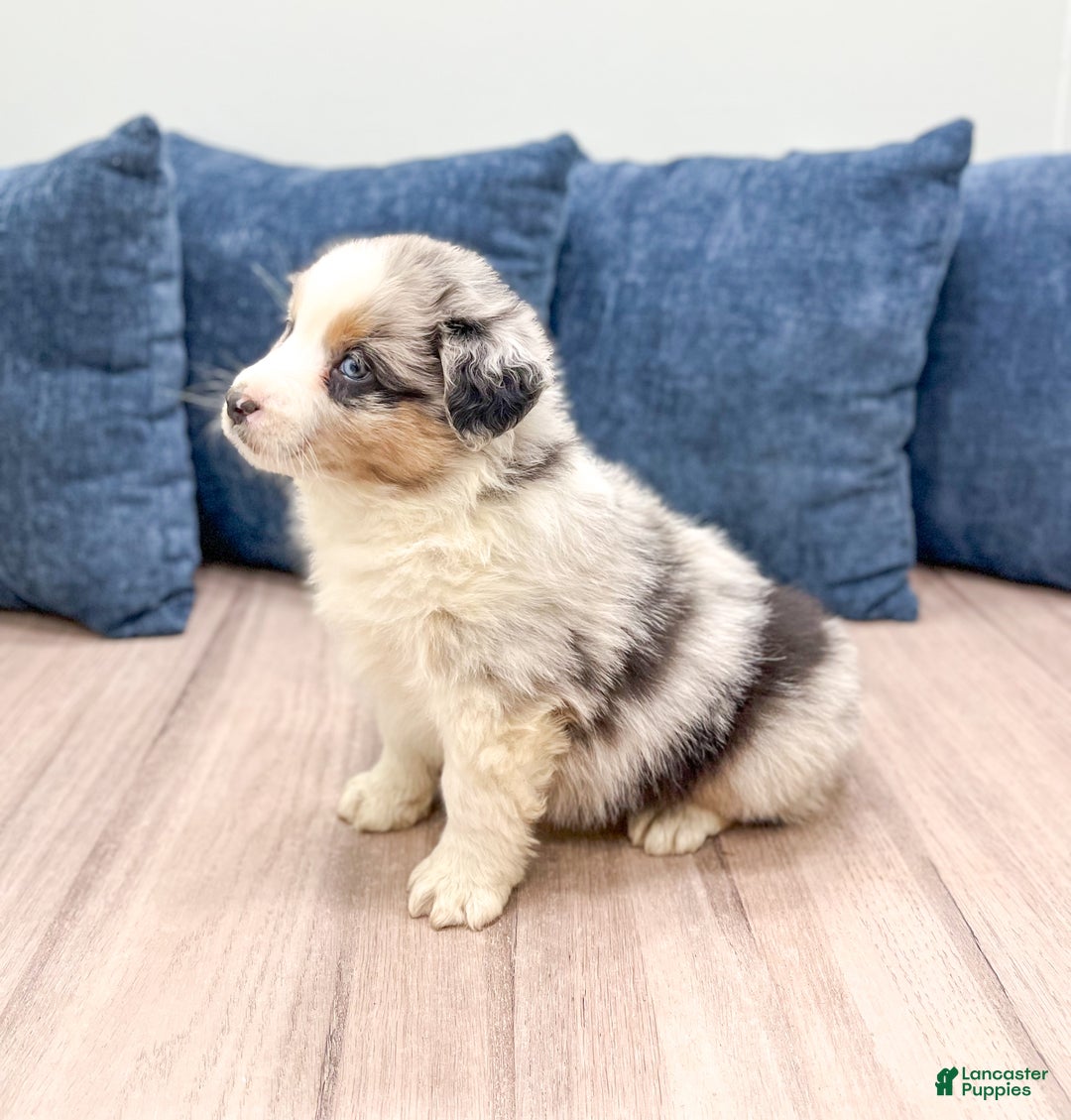 Australian Shepherd dogs for sale: Lady - Ad 4