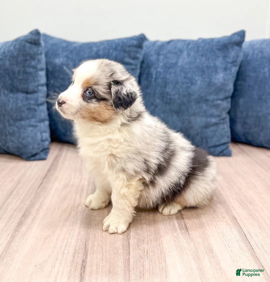 Australian Shepherd dogs for sale: Lady - Ad 4