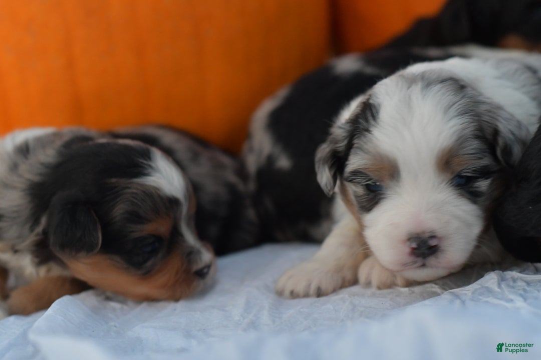 Mini Aussiedoodle dogs for sale: Cash - Ad 3