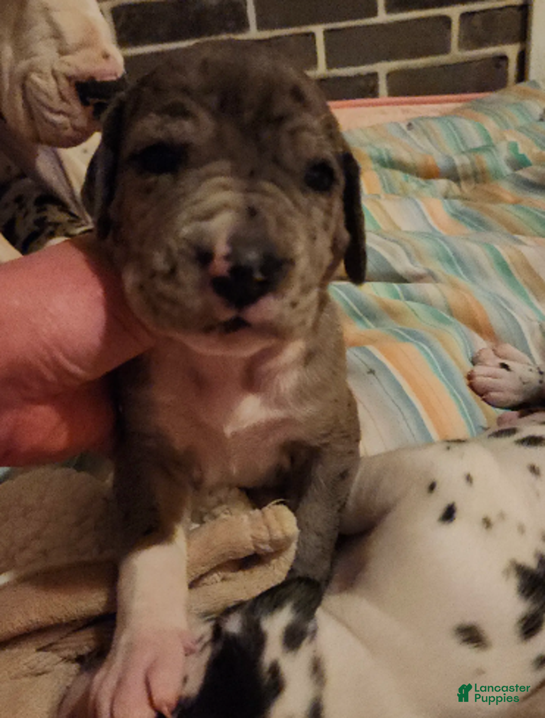 Great Dane dogs for sale: CH EUROPEAN MERLE FEMALE - Ad 4
