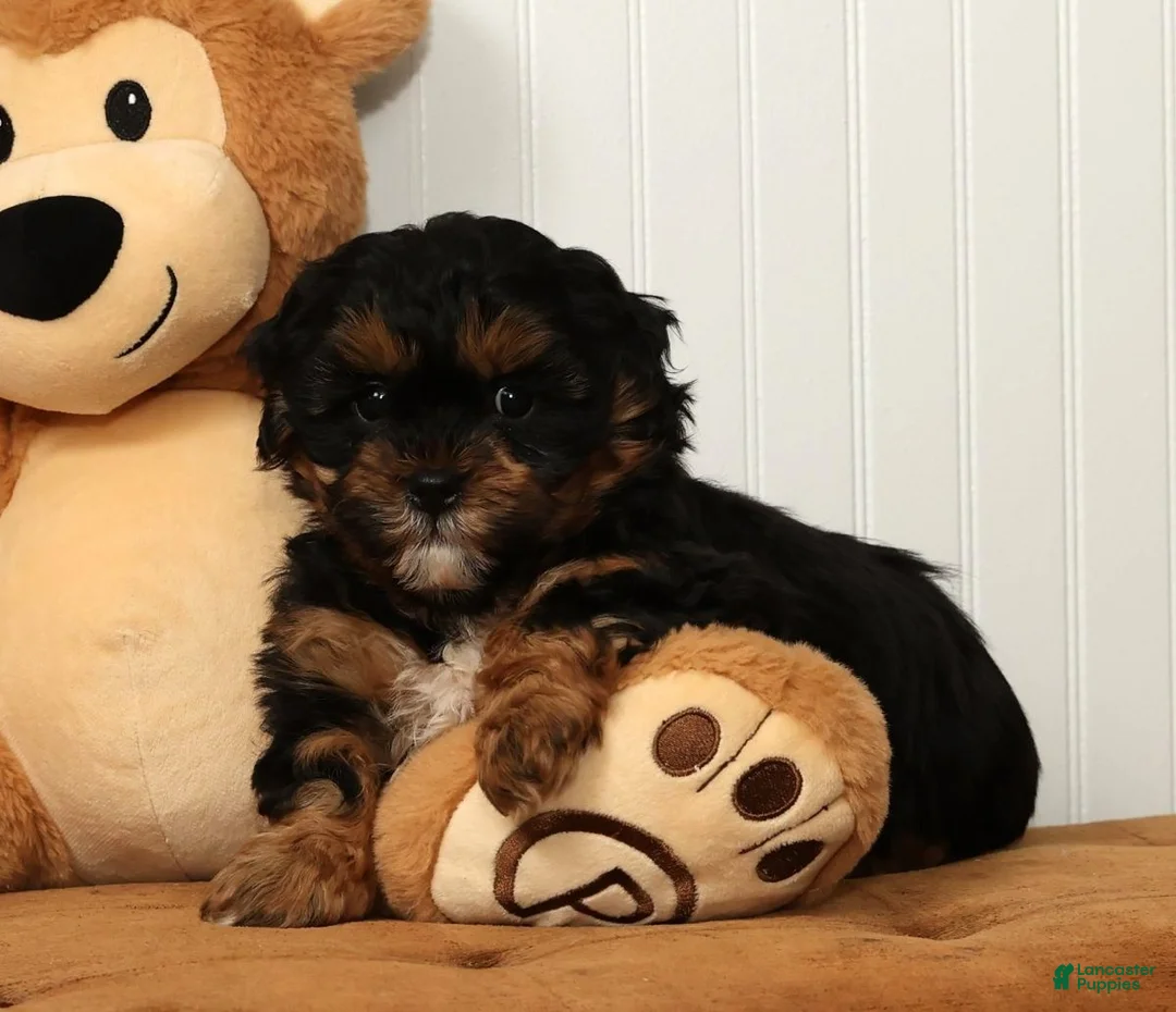 Shihpoo dogs for sale: Shane - Ad 4
