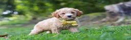 Mini Goldendoodle dogs for sale: Denali - Ad 3