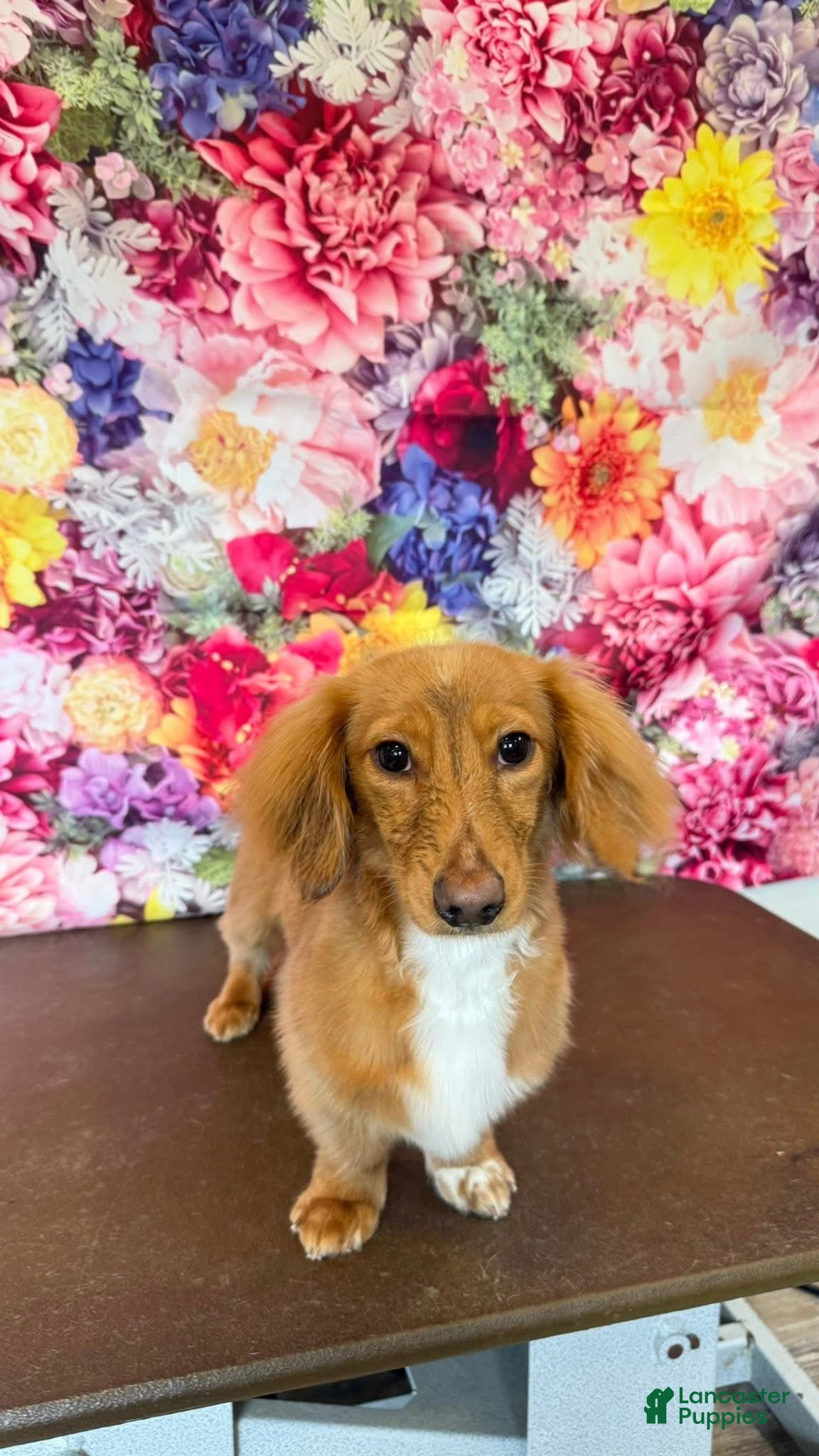 Miniature Dachshund dogs Miniature Dachshund 1 - Ad 2
