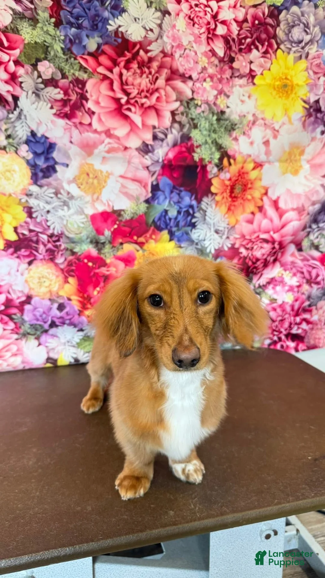 Miniature Dachshund dogs for sale: Miniature Dachshund 1 - Ad 2
