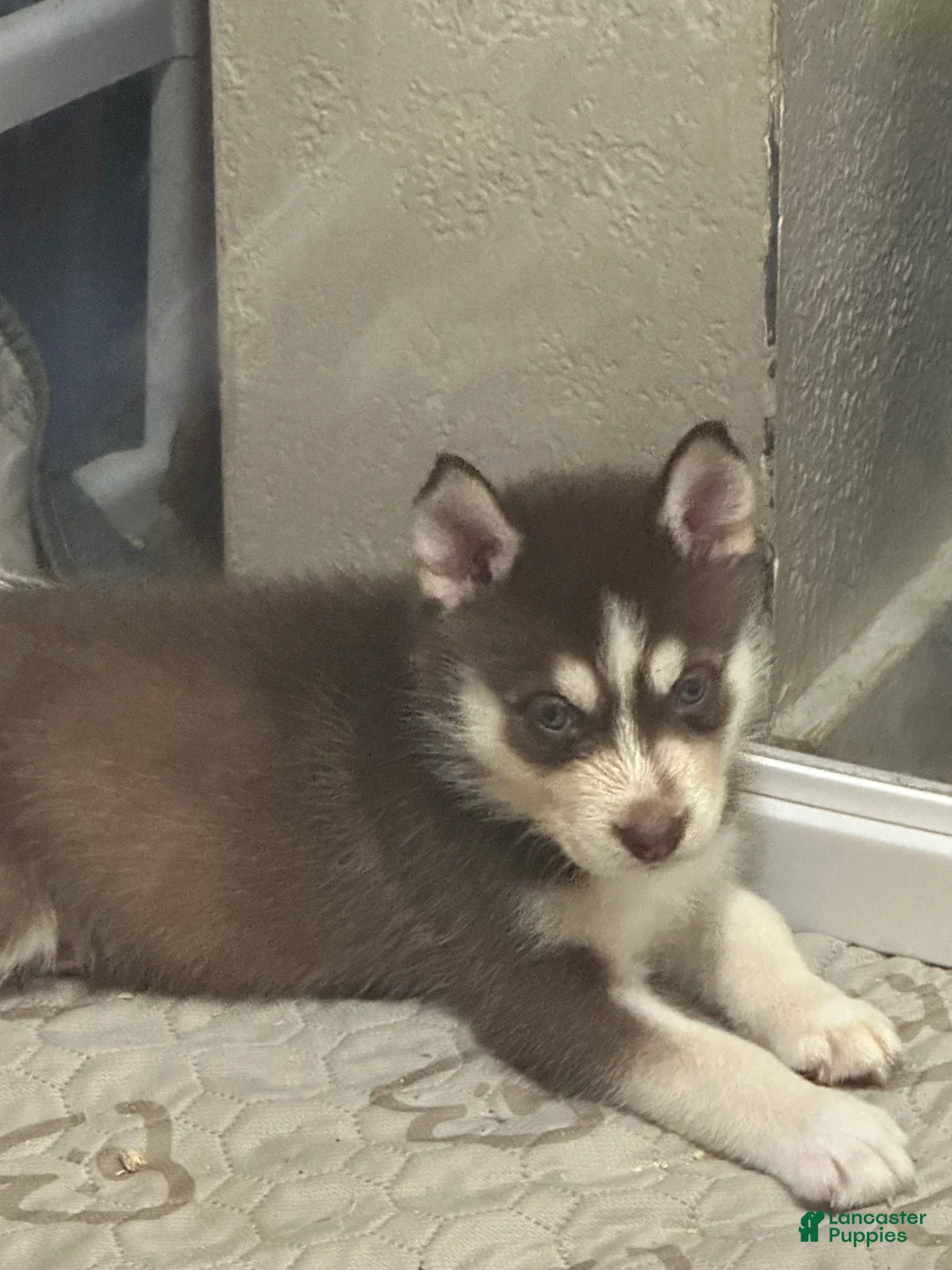 Siberian Husky dogs for sale: Siberian Husky 3 - Ad 2