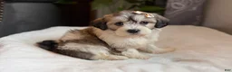 Teddy Bear dogs for sale: Cora - Ad 1