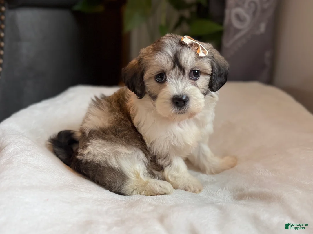 Teddy Bear dogs for sale: Cora - Ad 1