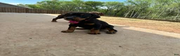 Doberman Pinscher dogs for sale: Puppy 5 - Ad 2
