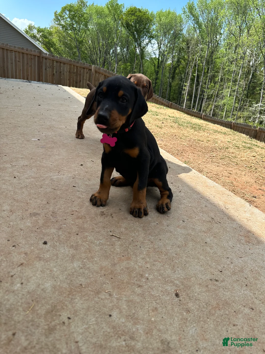 Doberman Pinscher dogs for sale: Puppy 5 - Ad 2