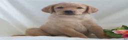 Labrador Retriever dogs for sale: Jennifer  - Ad 4