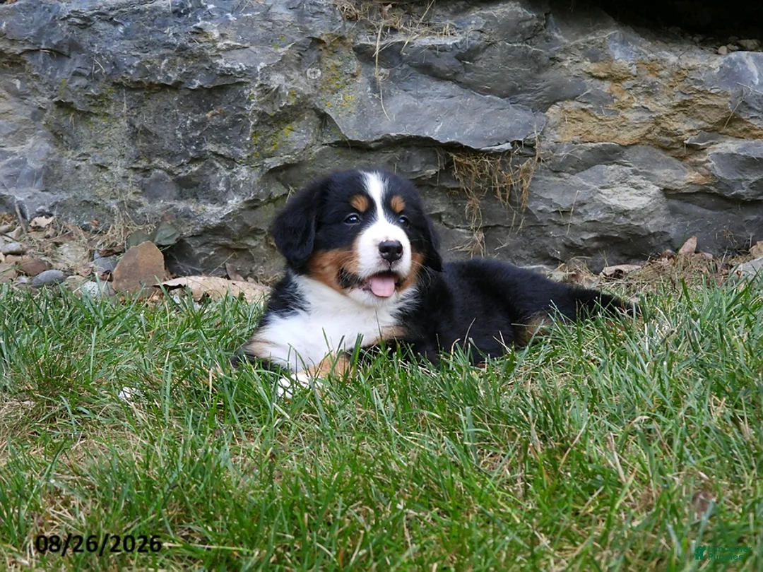 Bernese Mountain Dog dogs for sale: Delilah - Ad 6