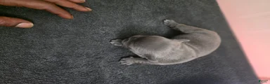 American Bully 3