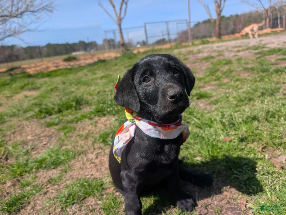 Labrador Retriever dogs for sale: Labrador Retriever Puppy 2 - Ad 2