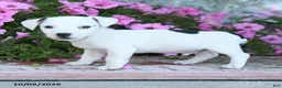 Jack Russell Terrier dogs for sale: Theodore - Ad 4