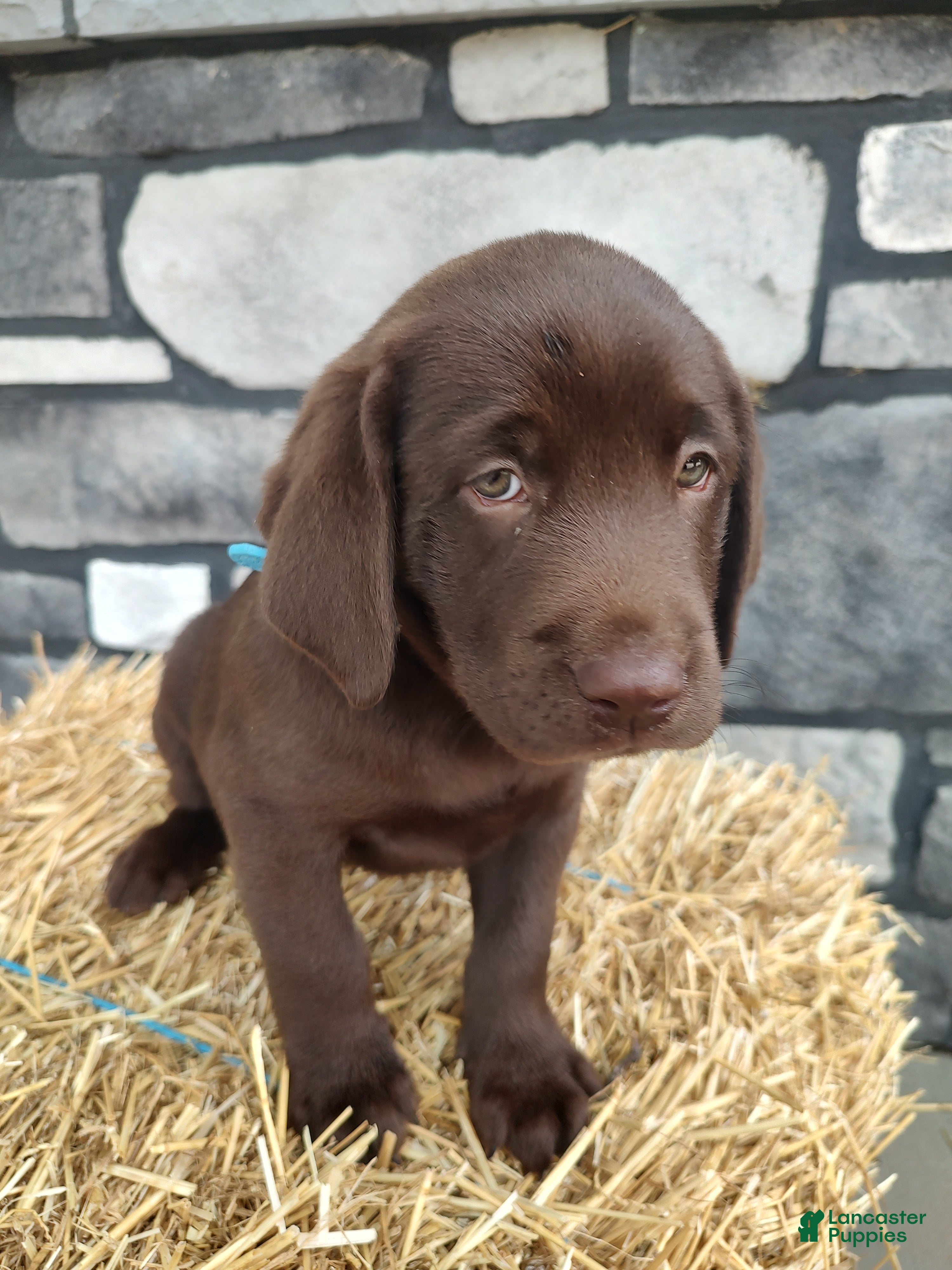 Labrador Retriever dogs Rocket - Ad 2