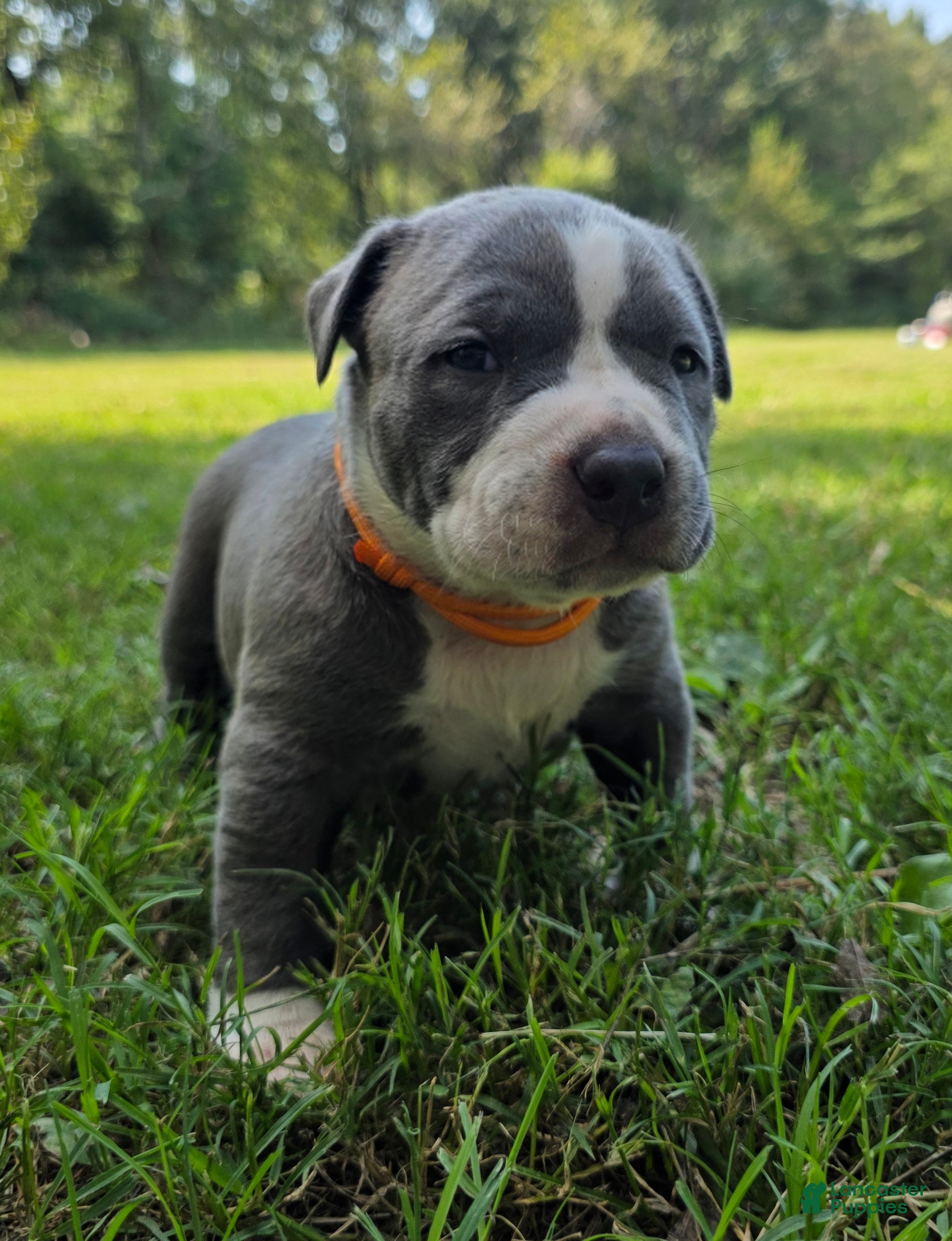 American Bully dogs for sale: American Bully 2 - Ad 3