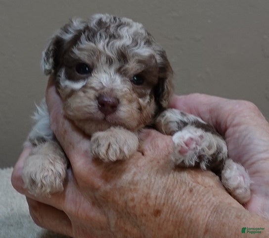 Toy Poodle dogs Ledger - Ad 12