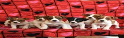 Jack Russell Terrier dogs for sale: Juliet - Ad 3