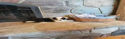 Border Collie dogs for sale: Lilly - Ad 2