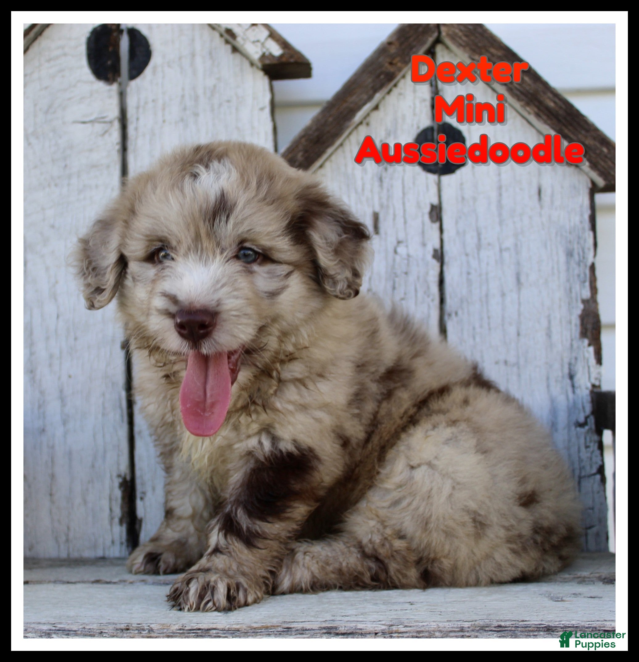 Mini Aussiedoodle dogs Dexter - Ad 1