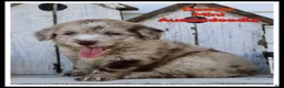 Mini Aussiedoodle dogs for sale: Dexter - Ad 1