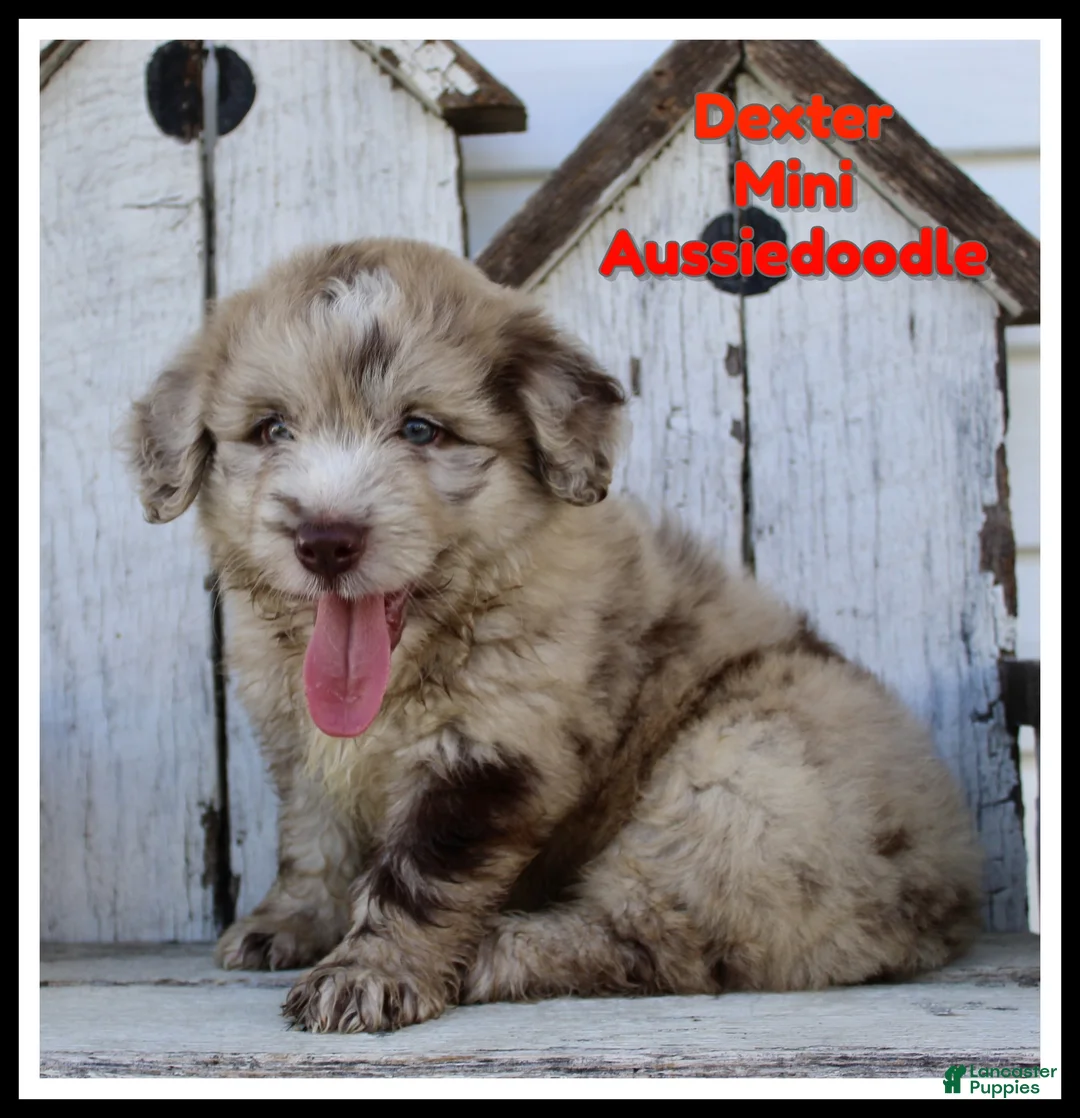 Mini Aussiedoodle dogs for sale: Dexter - Ad 1