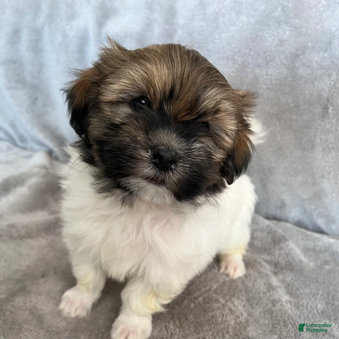 Havanese dogs for sale: Dollie - Ad 2