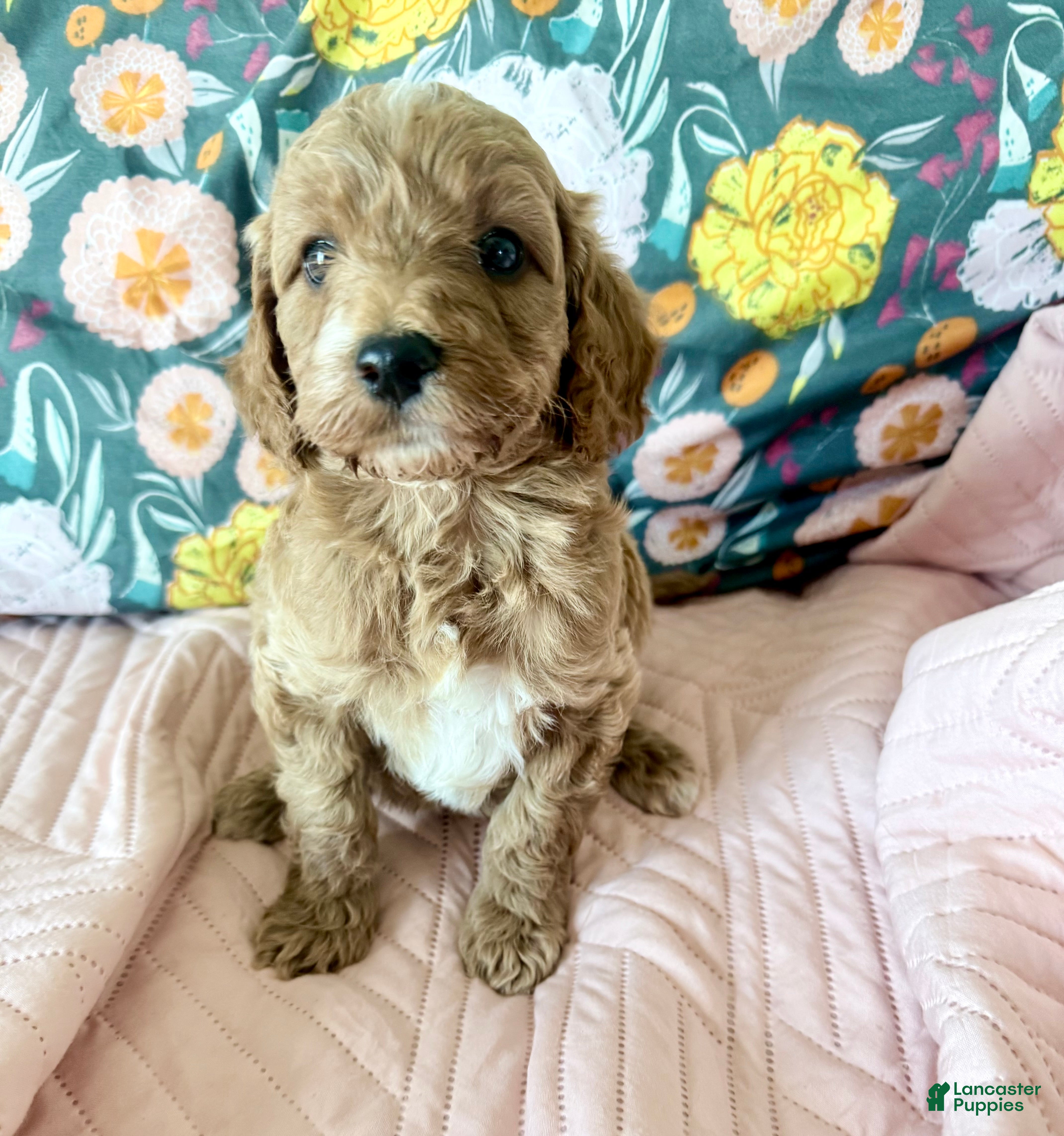 Irish Doodle dogs Irish Doodle Puppy 4 - Ad 4