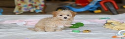 Havapoo dogs for sale: Clover - Ad 4