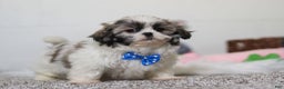Shih Tzu dogs for sale: Clark - Ad 6