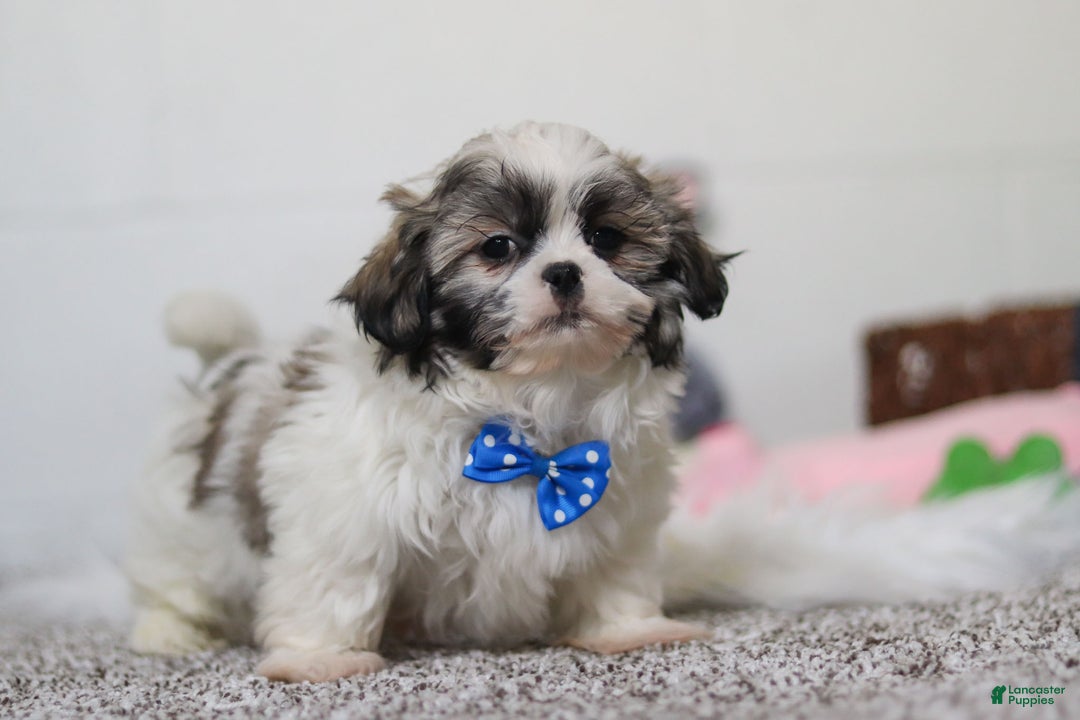 Shih Tzu dogs for sale: Clark - Ad 6