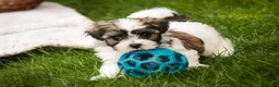 Havanese dogs for sale: Happy - Ad 8