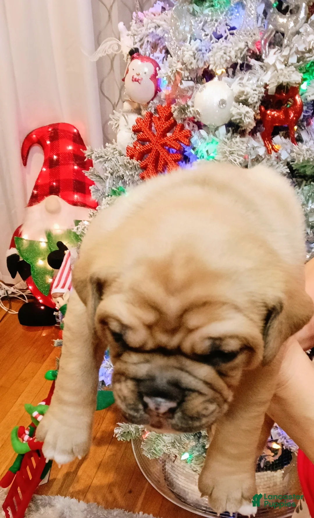 Olde English Bulldogge dogs for sale: Olde English Bulldogge Puppy 7 - Ad 4