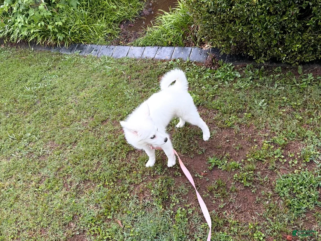 American Eskimo dogs for sale: American Eskimo 1 - Ad 4