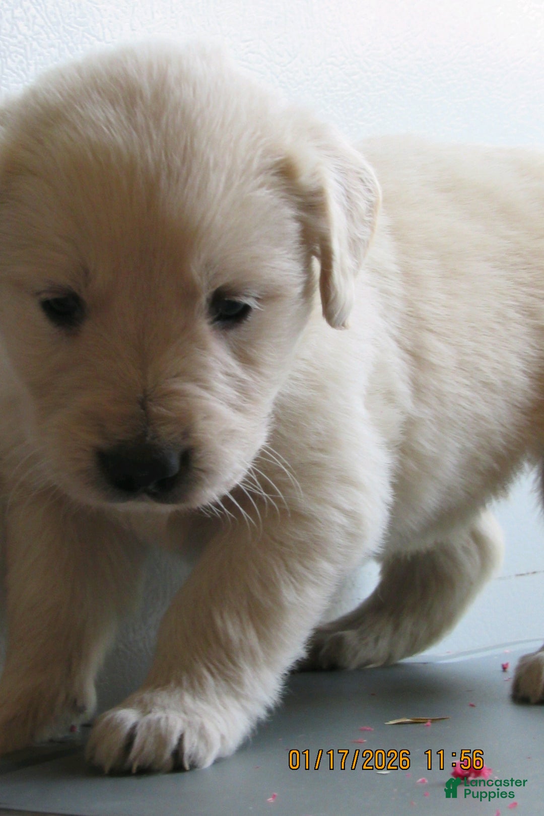 Golden Retriever dogs for sale: Golden Retriever Puppy 3 Lacy - Ad 3
